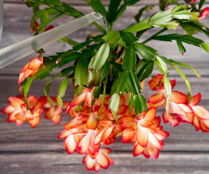 Grudnik - kwiat na Boże Narodzenie