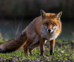 Zrzuty szczepionki z samolotów na Podkarpaciu. Służby ostrzegają  