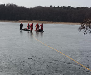 Żubrzyca utknęła na lodzie