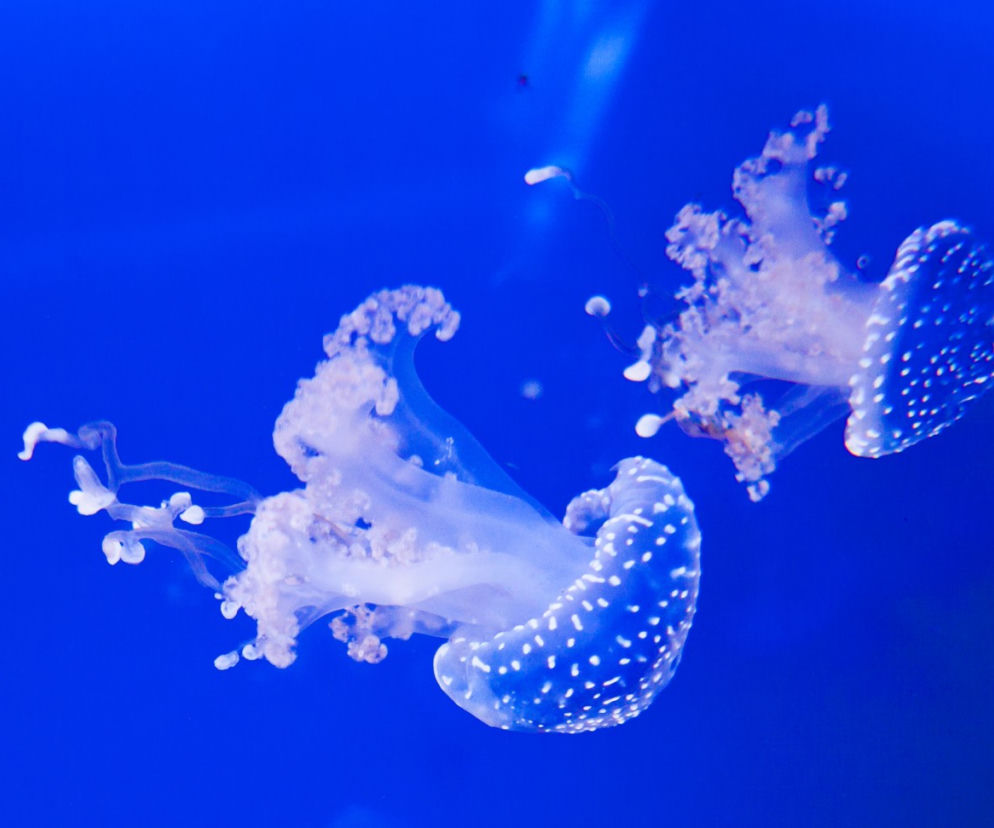 meduza