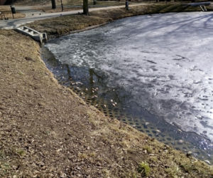 Martwe ryby w stawie na terenie Parku Aleksandria w Siedlcach