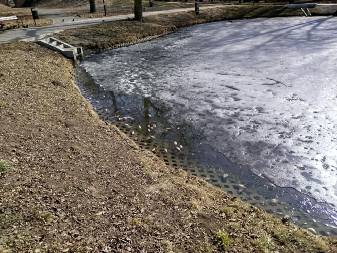 Martwe ryby w stawie na terenie Parku Aleksandria w Siedlcach