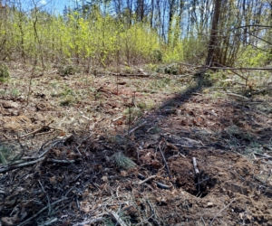 W Lesie Sekulskim rośnie już kilkaset nowych, młodych buków! Drzewa zasadzili członkowie siedleckiego samorządu i leśnicy