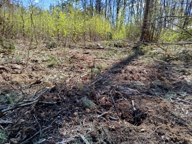 W Lesie Sekulskim rośnie już kilkaset nowych, młodych buków! Drzewa zasadzili członkowie siedleckiego samorządu i leśnicy