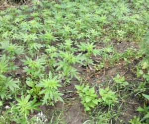 Policjanci zlikwidowali fabrykę marihuany na Podlasiu