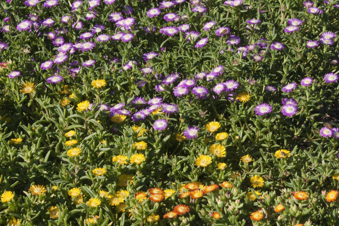 Delosperma