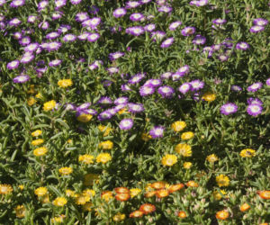 Delosperma