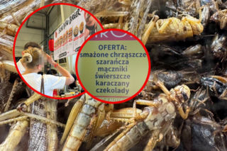 Chrząszcze, szarańcza i karaczany na talerzach. Nietypowa uczta w Lublinie