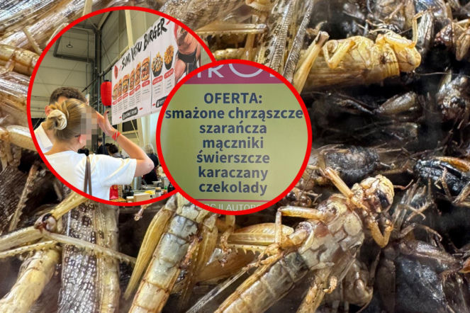 Chrząszcze, szarańcza i karaczany na talerzach. Nietypowa uczta w Lublinie