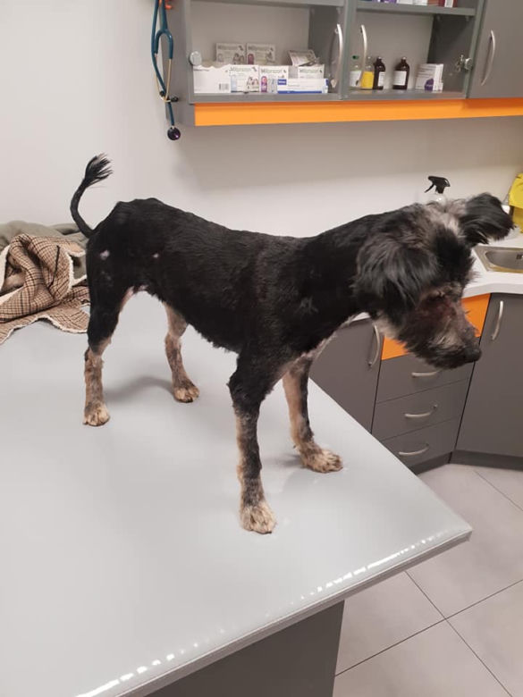Skrajnie zaniedbane suczki LEDWO żyły! Miały na sobie aż 6 kilogramów kołtunów [ZDJĘCIA]