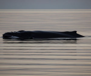 Humbak w Bałtyku. Co stało się ze zwierzęciem?