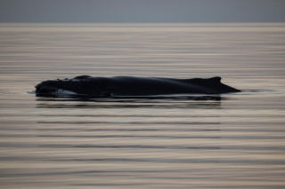 Humbak w Bałtyku. Co stało się ze zwierzęciem?