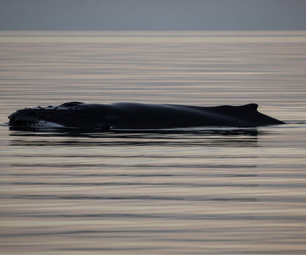 Duży, ciemny ssak morski, prawdopodobnie wieloryb, wynurza się częściowo z wody w centralnej części kadru. Widoczna jest jego czarna głowa z drobnymi guzkami na górze oraz częściowo otwarty pysk z jaśniejszym, białym fragmentem od spodu. Powierzchnia wody jest spokojna, z delikatnymi, poziomymi falami i refleksami w odcieniach beżu i szarości. Horyzont jest niewyraźny, niebo ma jednolity, szary kolor.