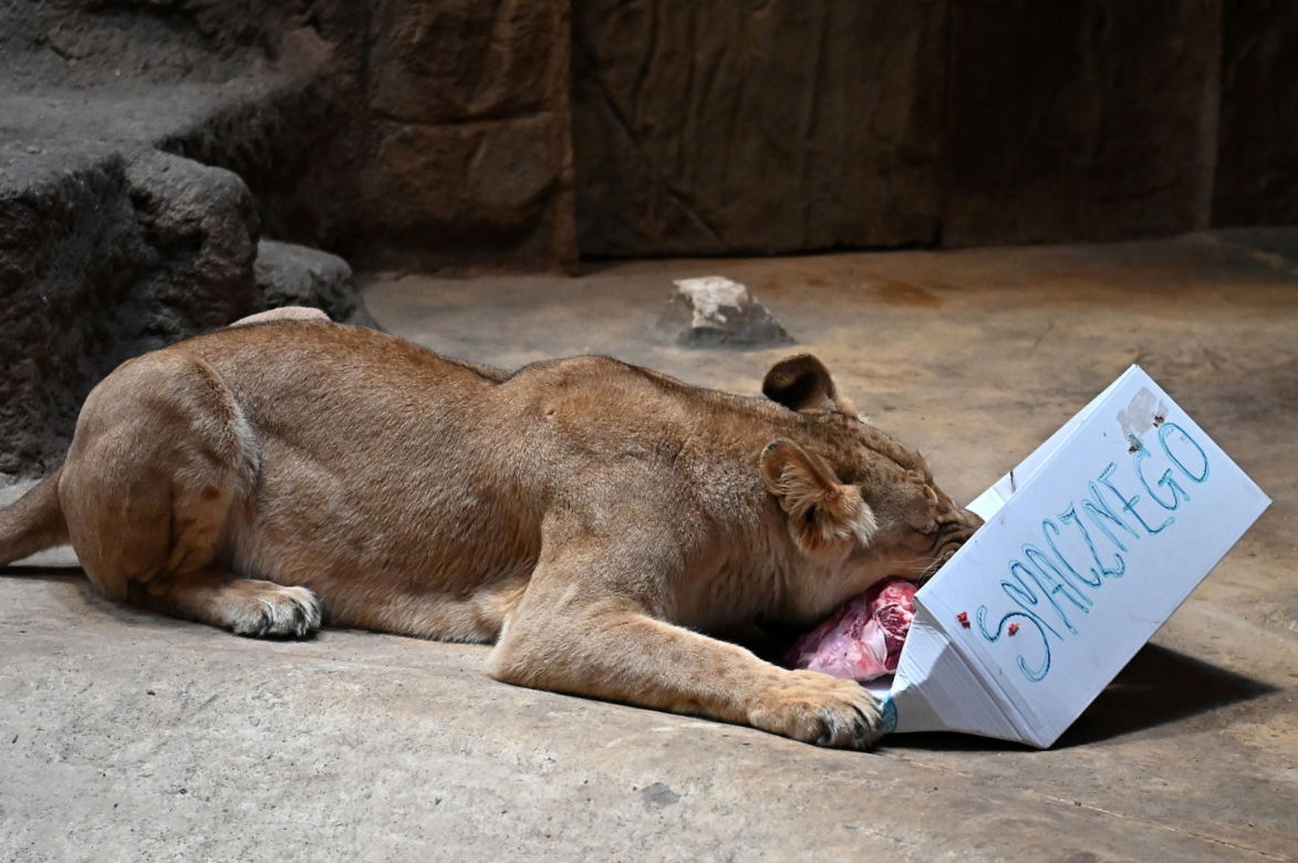 Dzień lwa w zoo
