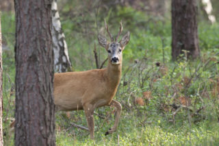Kobiety coraz chętniej polują