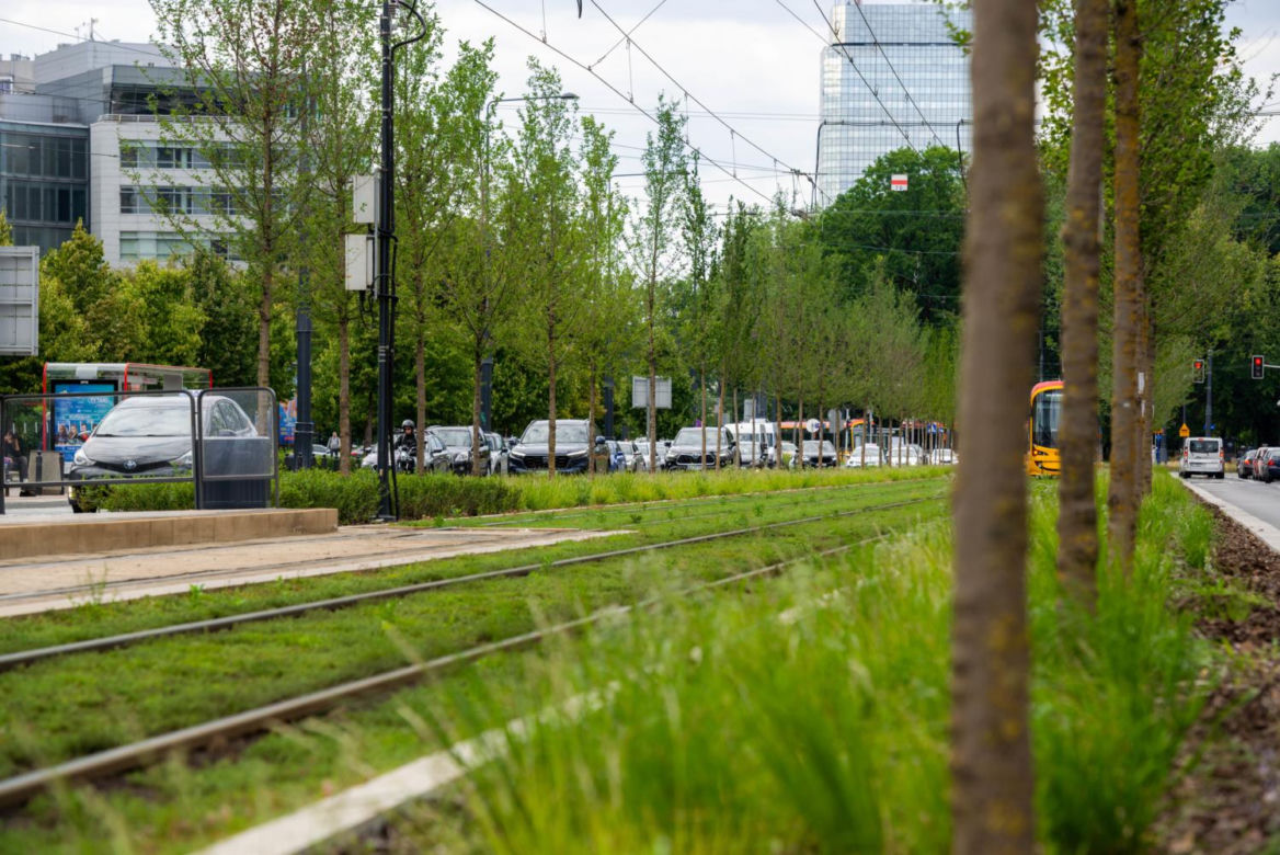 „Ale się wyciągnęła!”. Sprawdzamy, jak wygląda zasadzona w zeszłym roku miejska zieleń - ZDM Warszawa