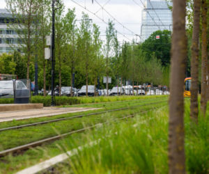 „Ale się wyciągnęła!”. Sprawdzamy, jak wygląda zasadzona w zeszłym roku miejska zieleń - ZDM Warszawa