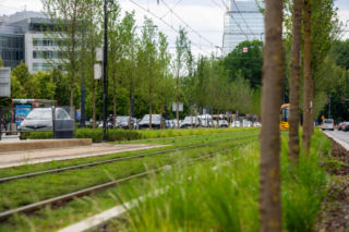 „Ale się wyciągnęła!”. Sprawdzamy, jak wygląda zasadzona w zeszłym roku miejska zieleń - ZDM Warszawa