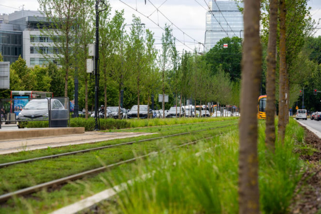 „Ale się wyciągnęła!”. Sprawdzamy, jak wygląda zasadzona w zeszłym roku miejska zieleń - ZDM Warszawa