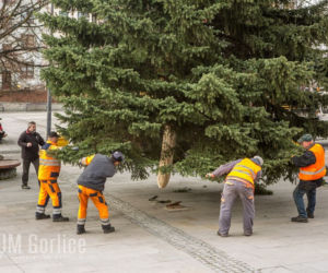 Gorlice: Na rynku już stoi choinka. Jest piękna. MUSISZ ją zobaczyć