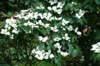 Dereń kousa  - Cornus kousa