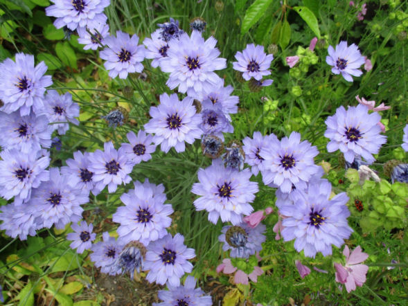 Kupidynek błękitny