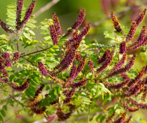 Amorfa krzewiasta (Amorpha fruticosa)