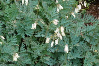 Serduszka wspaniałe - Dicentra eximia