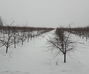 Wiśnie