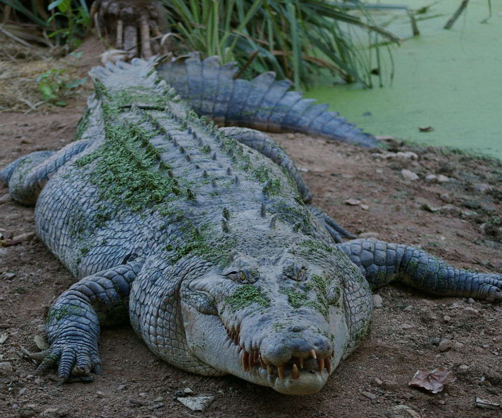 Krokodyl