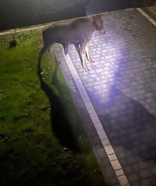 Łosie atakują w Mysłowicach