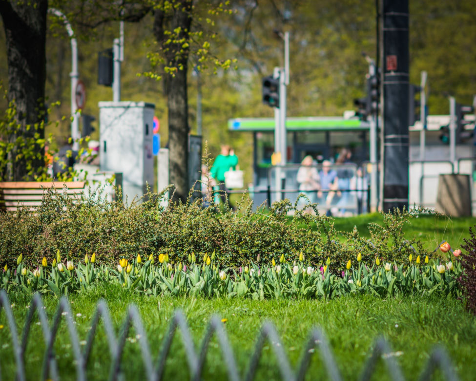 Warszawa utonęła w kolorowych tulipanach