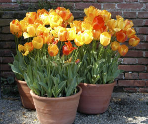 tulipany-w-donicach