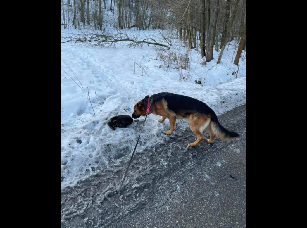 MAKABRYCZNE zdjęcia! Pies wyrzucony w przydrożnym rowie! Jest nagroda za wskazanie sprawcy 