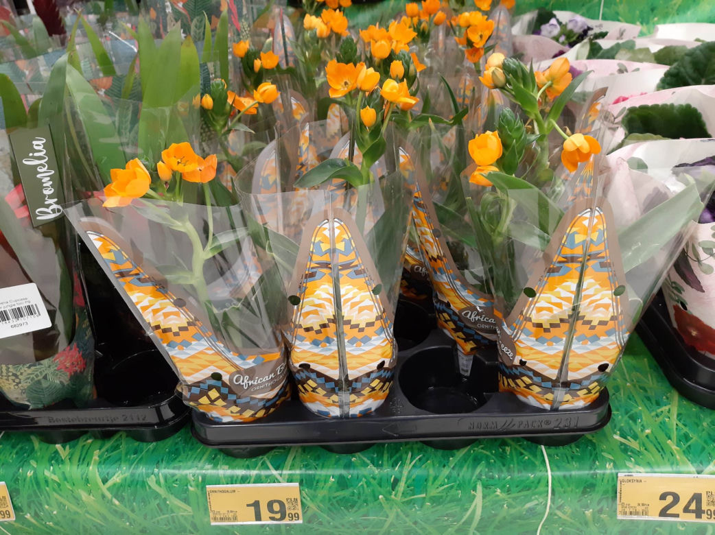 Ceny kwiatów na Dzień Kobiet w popularnych marketach 