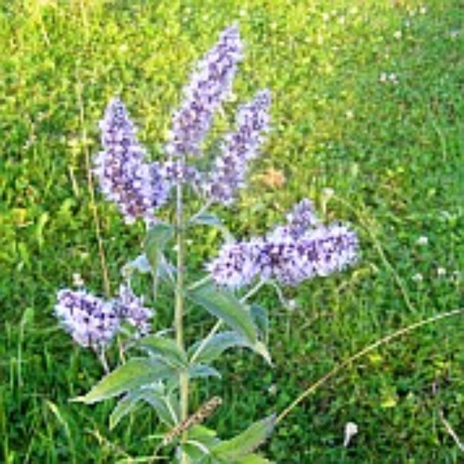 mięta