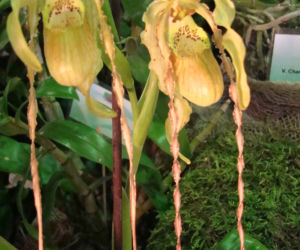 Paphiopedilum: storczyk o kwiatach jak dzbanki