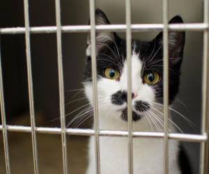 Spór o schronisko Azorkowo. Fundacja Kocia Wyspa złożyła zawiadomienie. 16 świadków