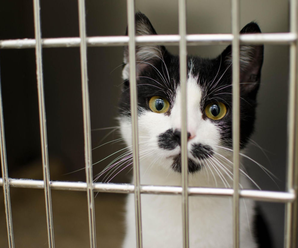 Spór o schronisko Azorkowo