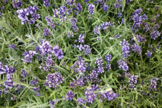 Lawenda wąskolistna 'Dwarf Blue'= Lawenda lekarska 'Dwarf Blue' - Lavandula angustifolia 'Dwarf Blue'