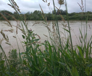 Wysoki Dunajec pod Tarnowem! Biała przy Azotach też przybiera