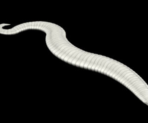 Owsik model