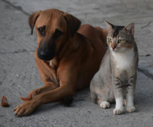 Ponad 150 kotów i psów czeka na nowy dom i miłość. Okaż im serce z okazji walentynek