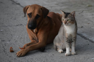 Ponad 150 kotów i psów czeka na nowy dom i miłość. Okaż im serce z okazji walentynek