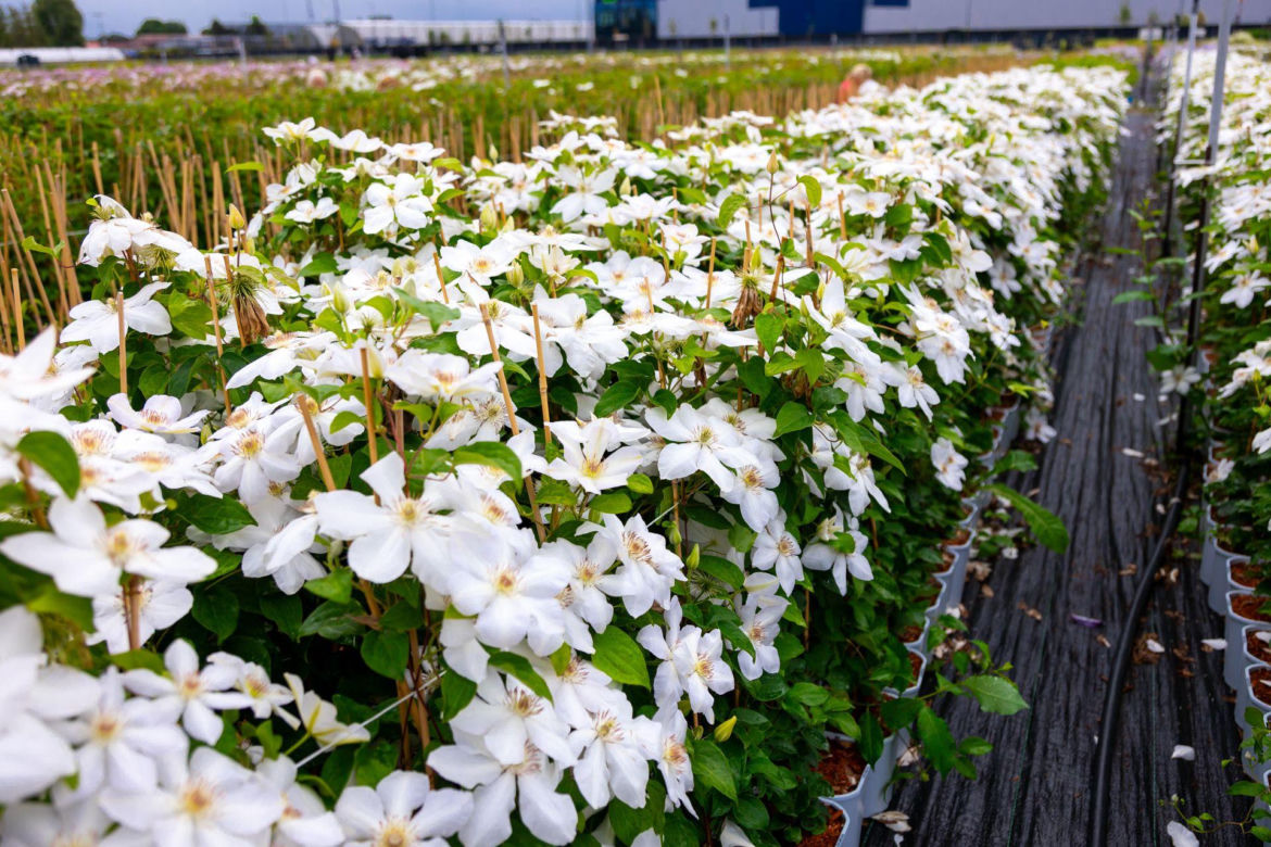 Clematis Beautiful Bride