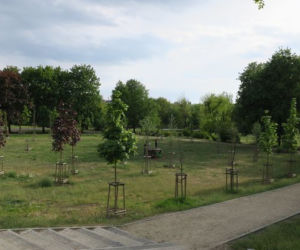 Bydgoszcz: Mały pies w wielkim mieście