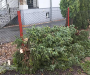 Powiat siedlecki: liczne interwencje strażaków w związku z wichurą