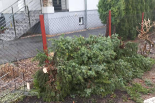 Powiat siedlecki: liczne interwencje strażaków w związku z wichurą