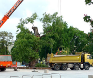 Baobab został wycięty
