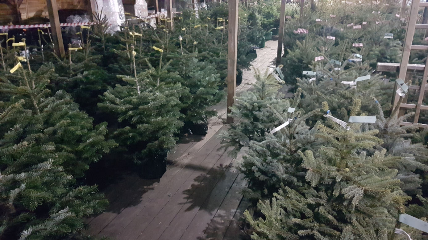 Gdzie kupić choinkę w Toruniu?